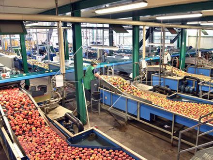 A capacidade de processamento da linha automática de lavagem, secagem e classificação de frutas e vegetais está geralmente entre 300kg/H e 3000kg/H.