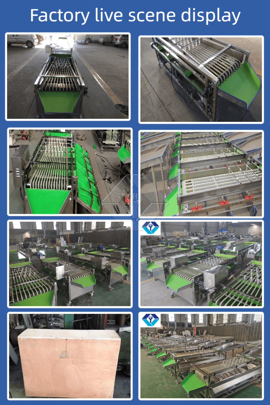 Máquina comercial automática de classificação, classificação de tomate cereja, alho, máquina classificadora de frutas Máquina comercial automática de classificação, classificação de tomate cereja, alho, máquina classificadora de frutas